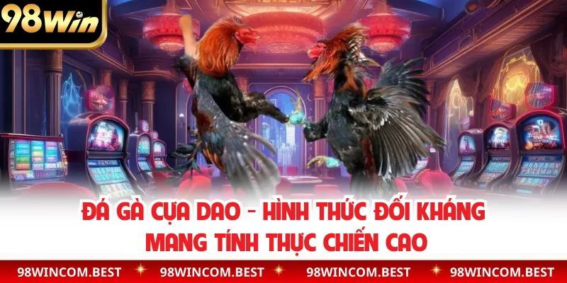 Đá Gà Cựa Dao - Hình Thức Đối Kháng Mang Tính Thực Chiến Cao